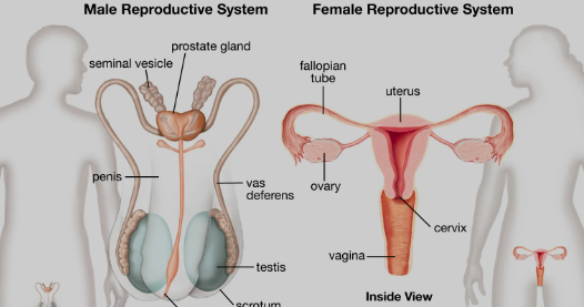 Why doctors discover a lot about reproductive system