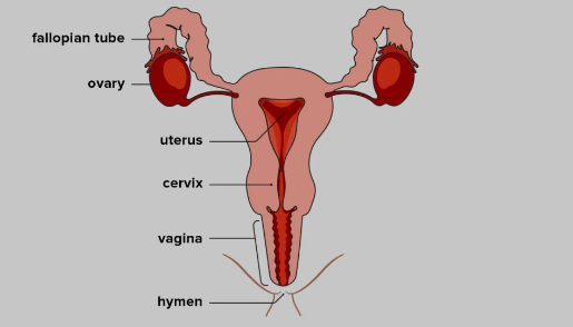 Things you don’t know about female reproductive system