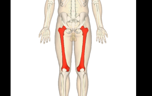 Highest reasons why femur is the strongest bone in the human body