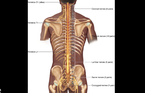 Highest physical ways to protect your spine