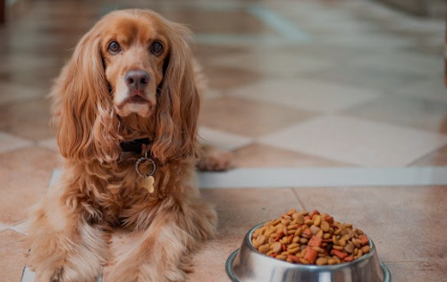 Highest dog foods in the world